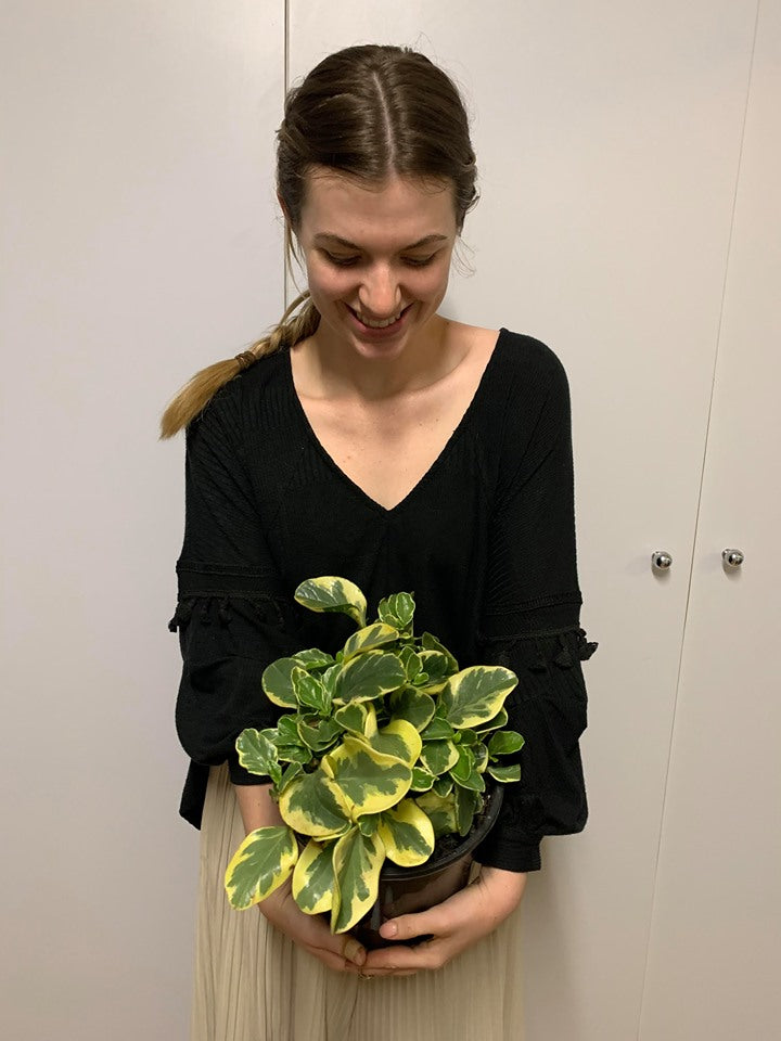 Peperomia Albo Marginata- NON TOXIC