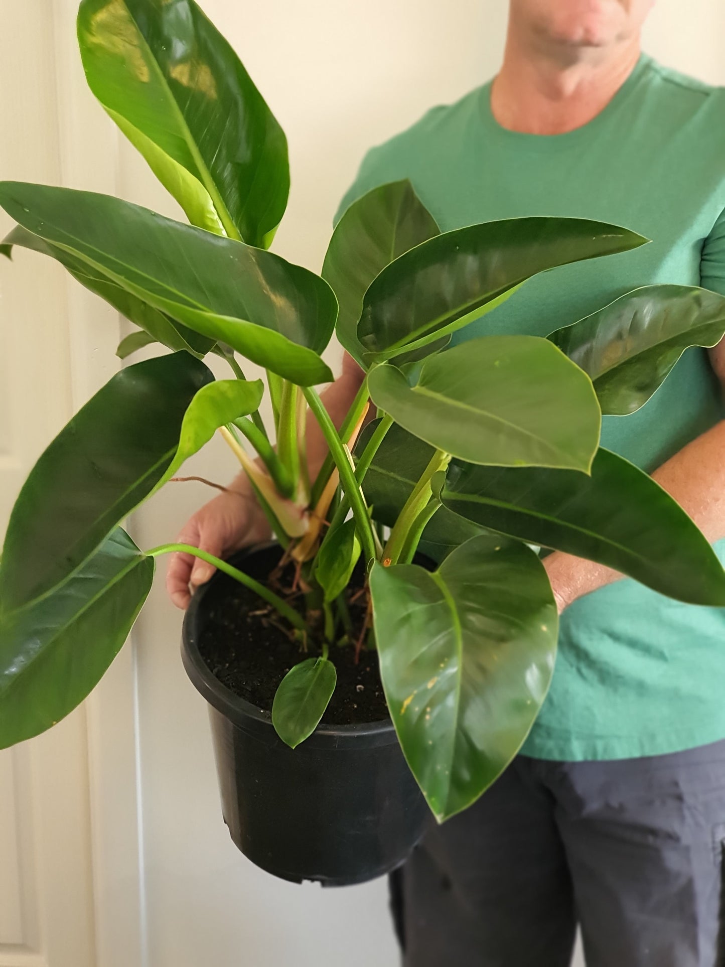 Giant Philodendron Congo