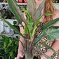 Alocasia Lauterbachiana