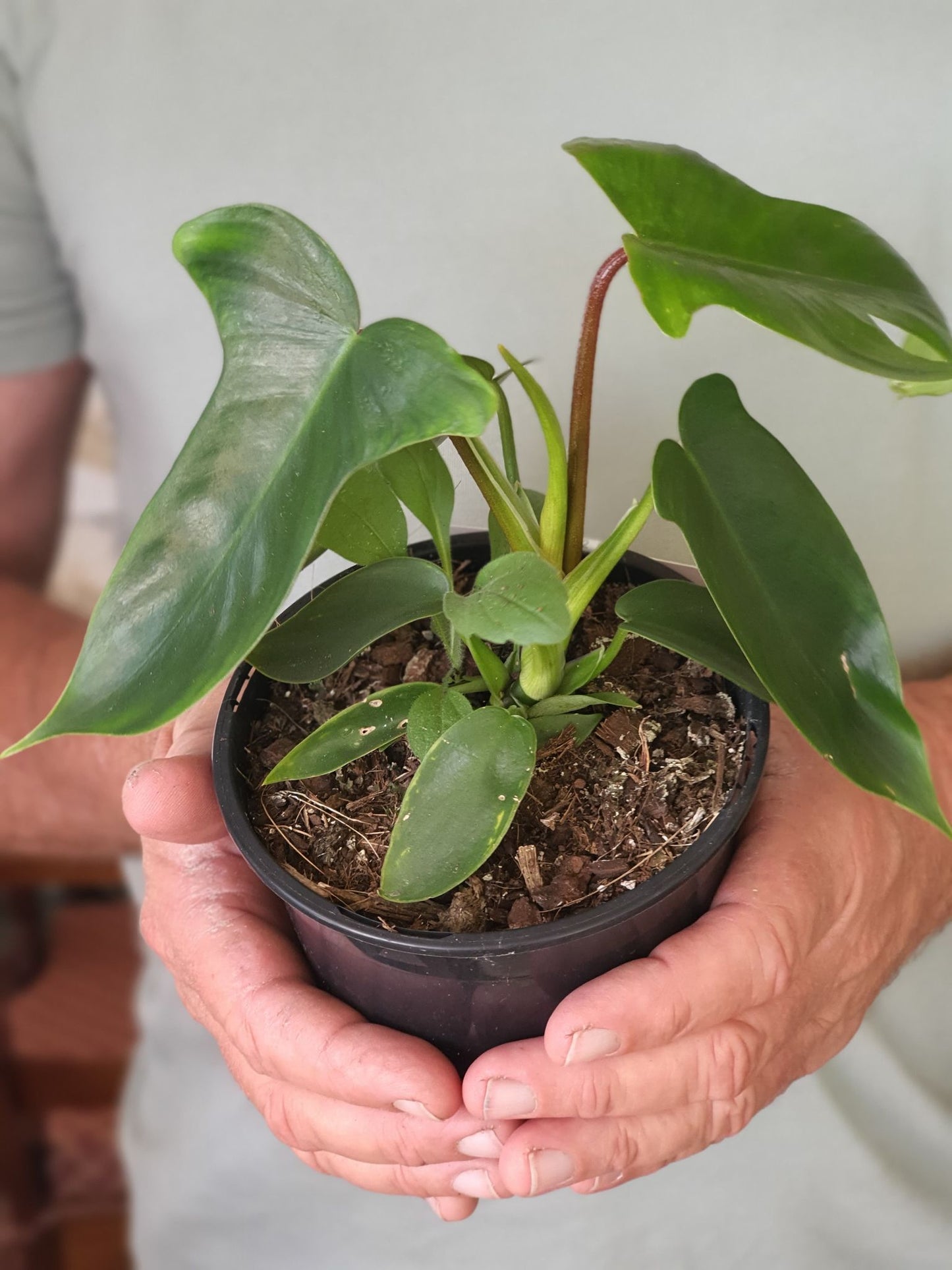 Philodendron Florida Beauty