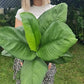 Peace Lily Sensation