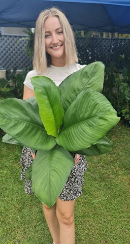 Peace Lily Sensation