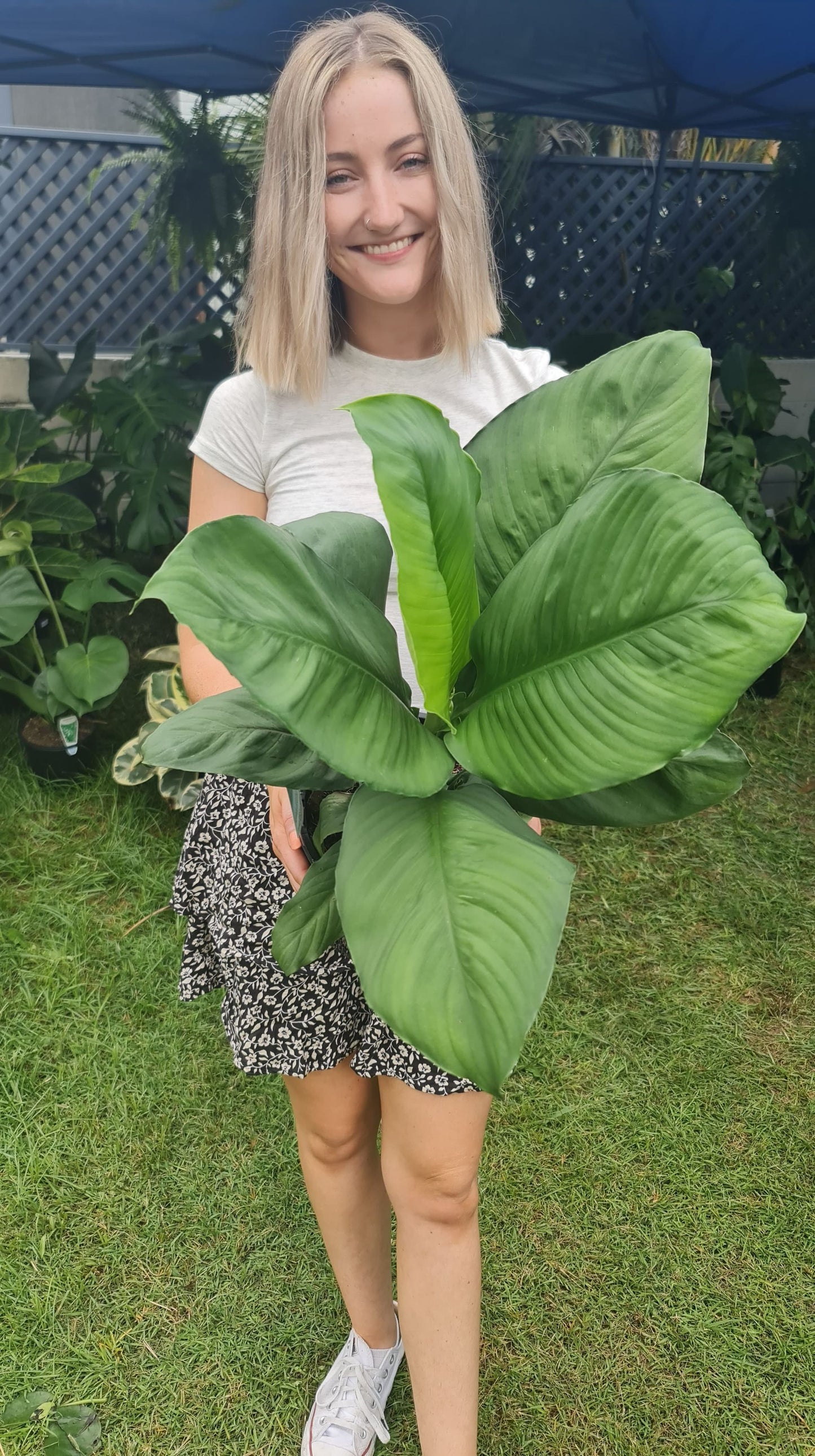 Peace Lily Sensation