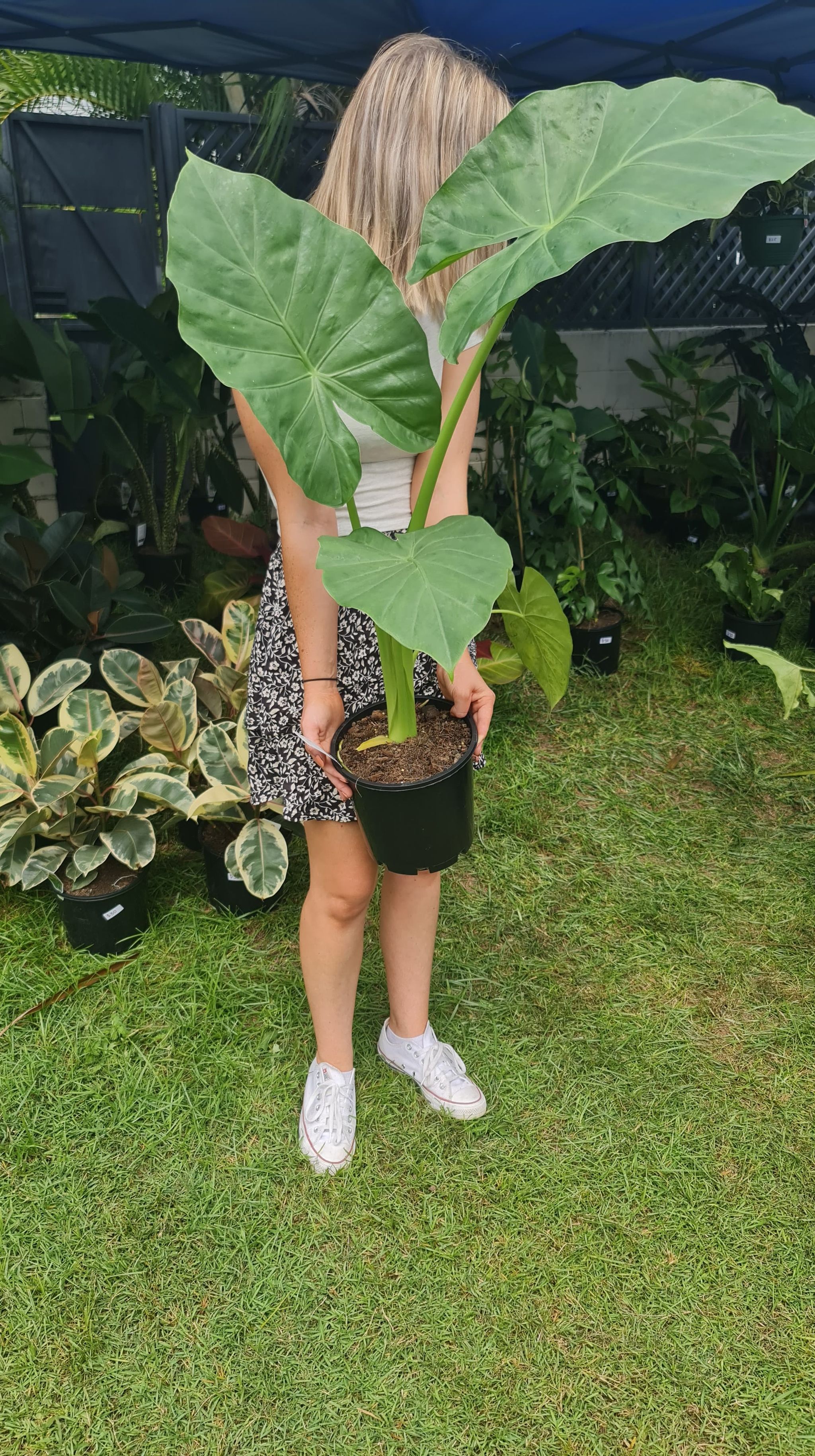 Giant Elephant Ear The Jungle Plant Co   157264088 1571043869760540 366805482346800533 N 