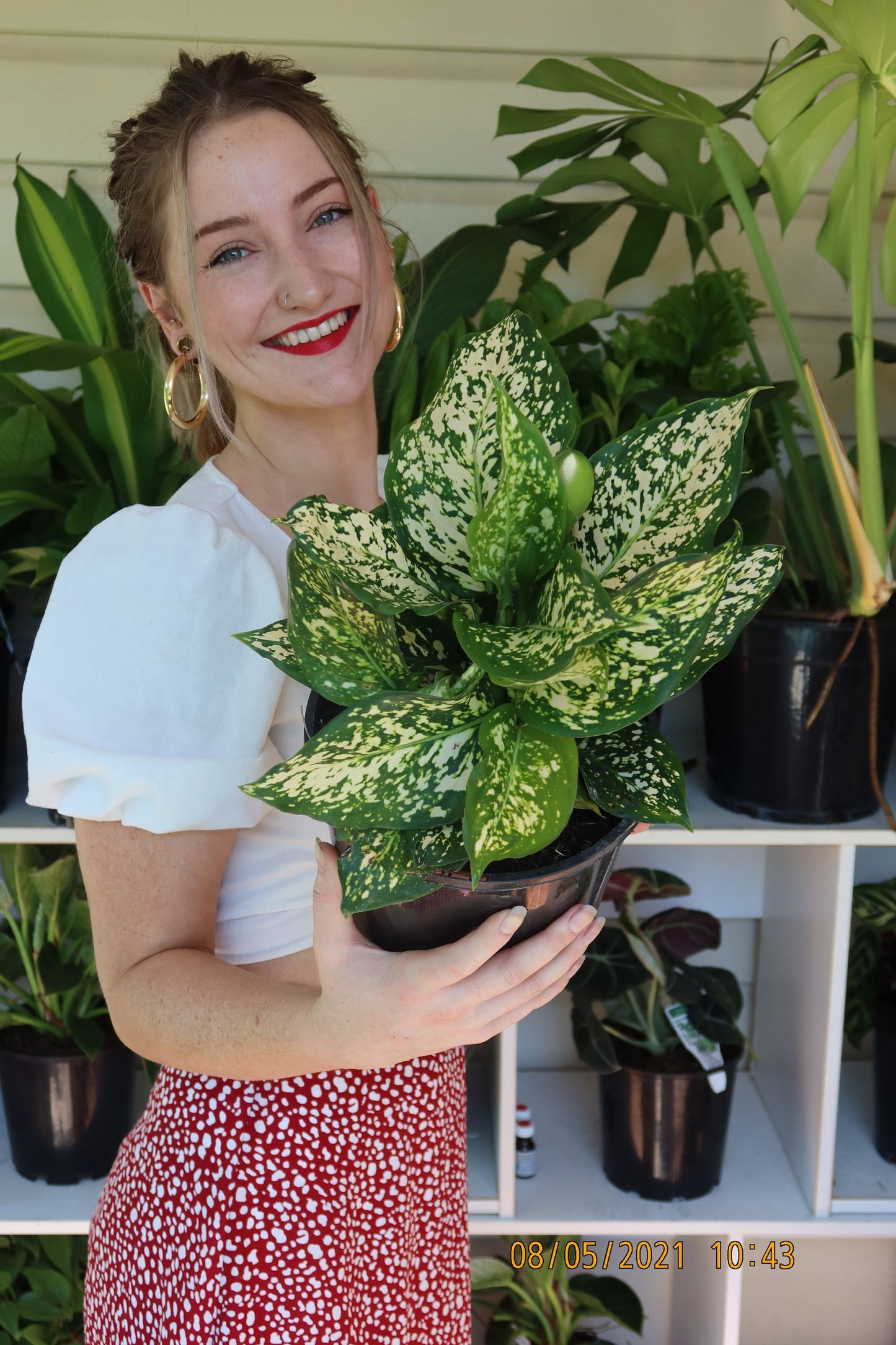 Aglaonema Eileen
