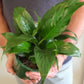 Peace Lily 180mm