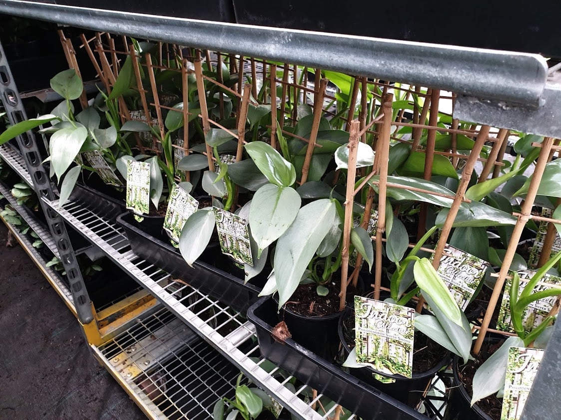 Philodendron Silver Sword 130mm