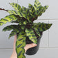 Calathea Rattlesnake