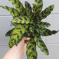 Calathea Rattlesnake