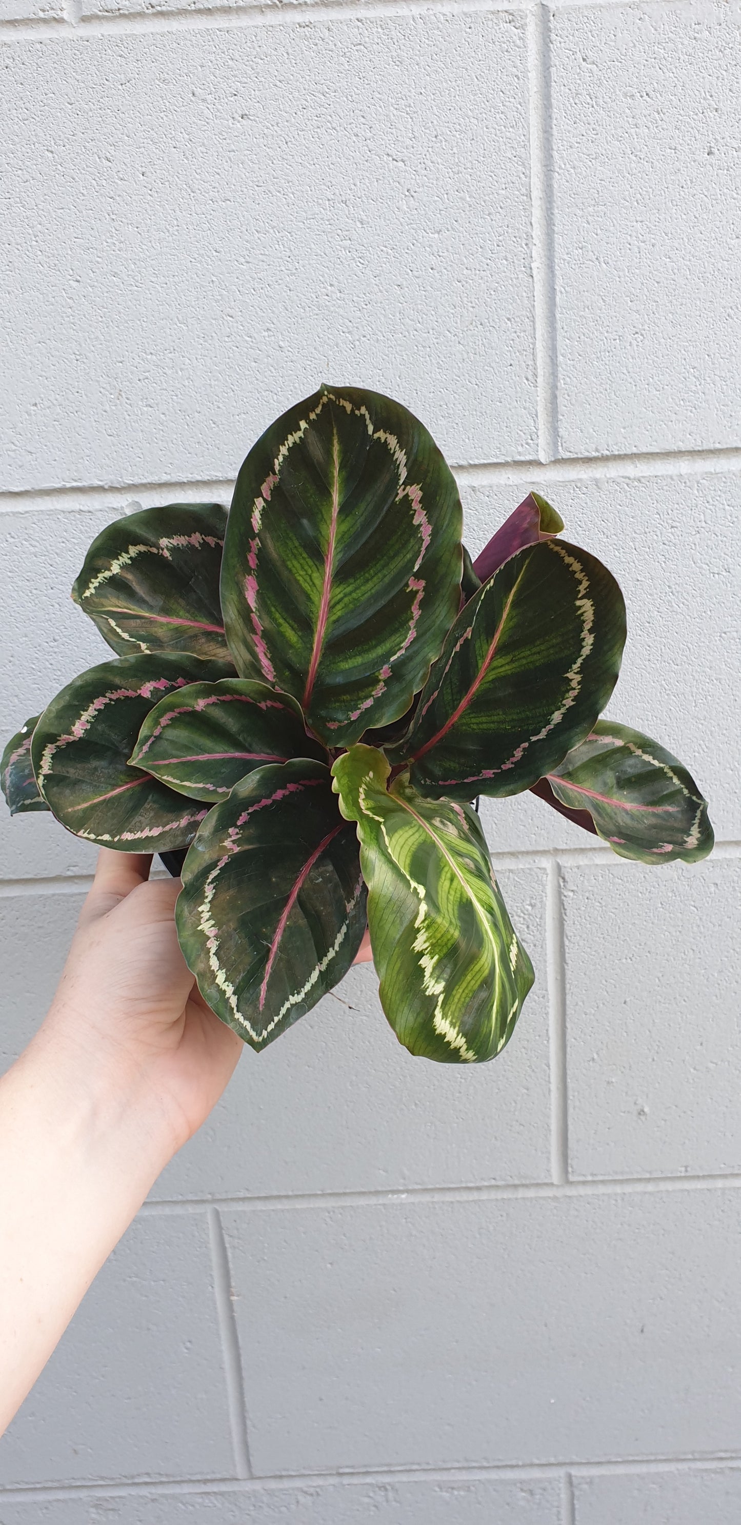 Calathea Roseopicta Medallion