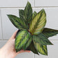 Calathea Beauty Star