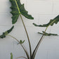 Alocasia Sarian