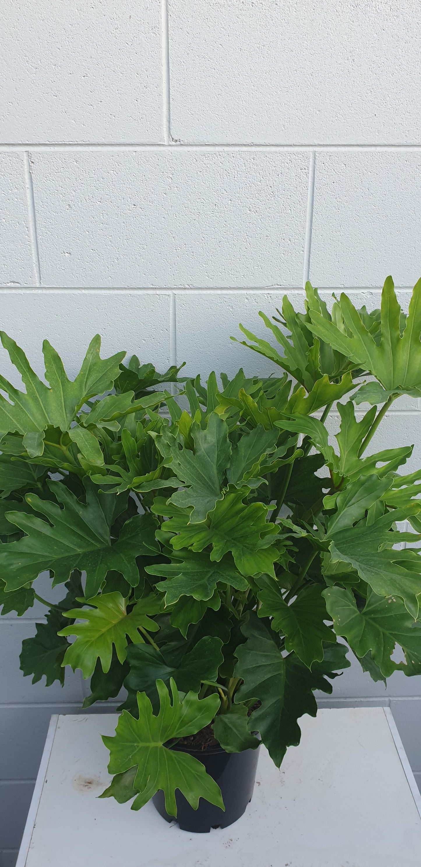 Philodendron Shangri-La