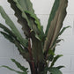 Alocasia Lauterbachiana