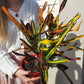 Crotons