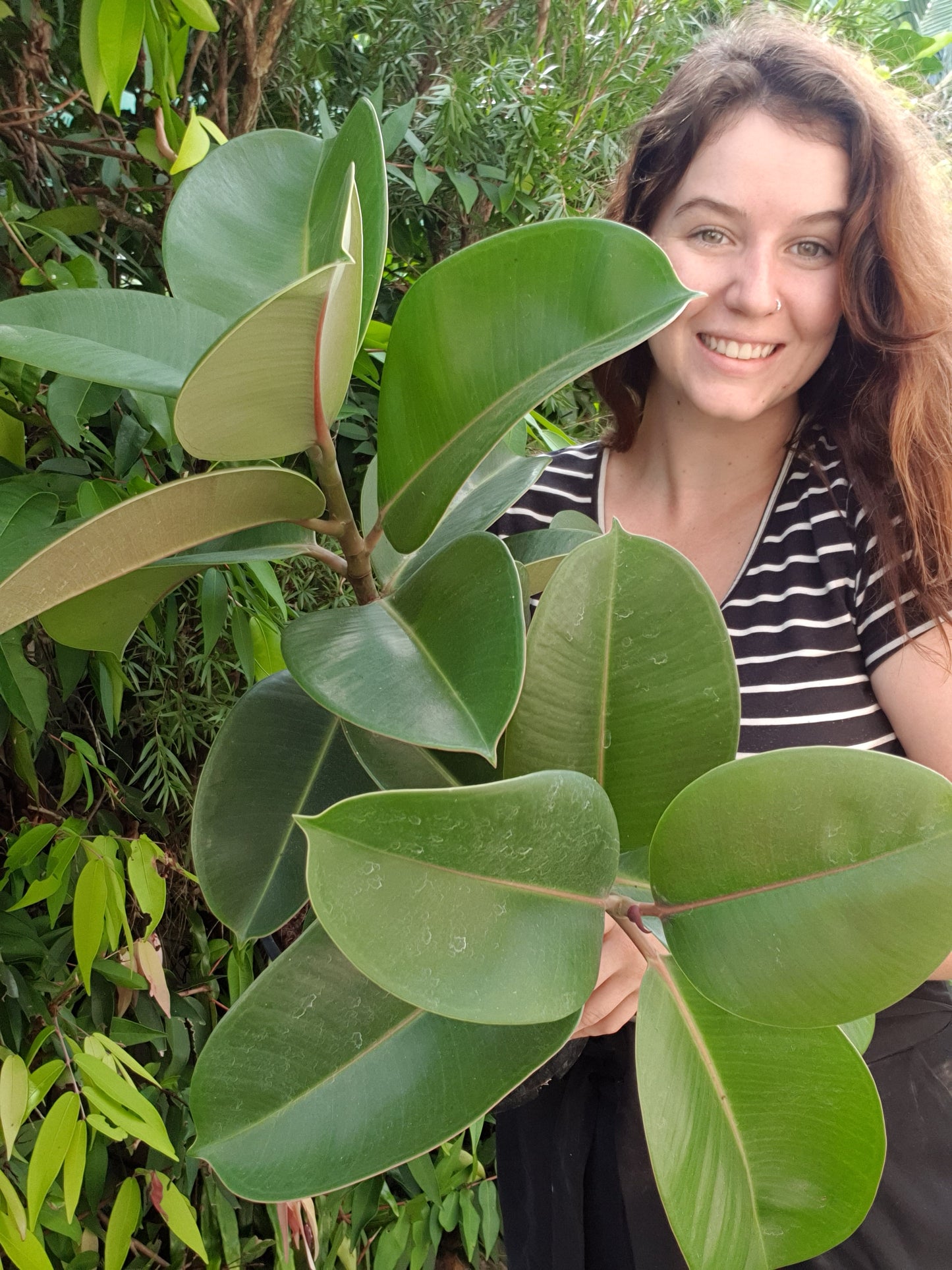 Robusta Rubber Tree