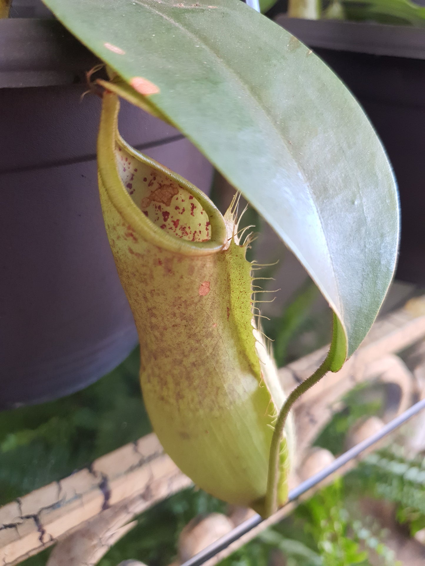 Nepenthes 'Carnivorous Pitcher Plant'