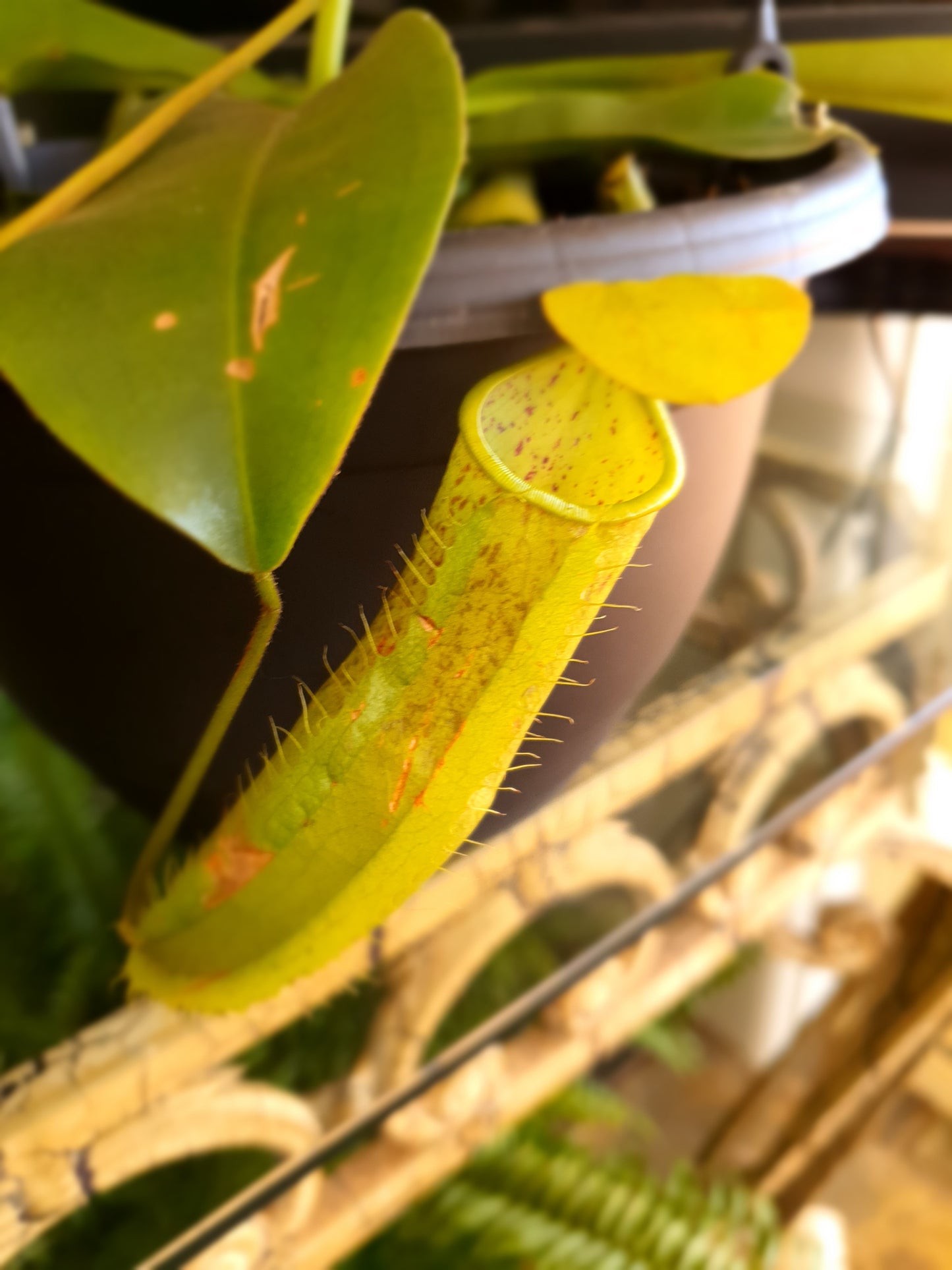 Nepenthes 'Carnivorous Pitcher Plant'