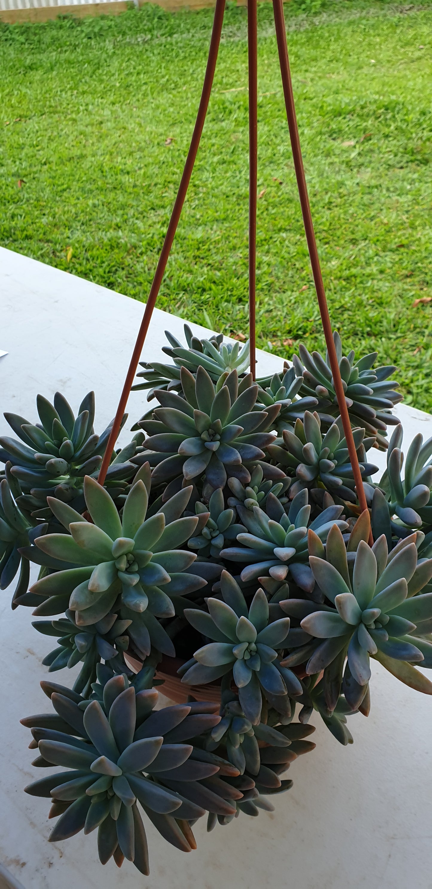 Succulent Hanging Basket