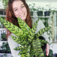 Calathea Rattlesnake