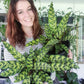 Calathea Rattlesnake