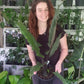 Alocasia Lauterbachiana