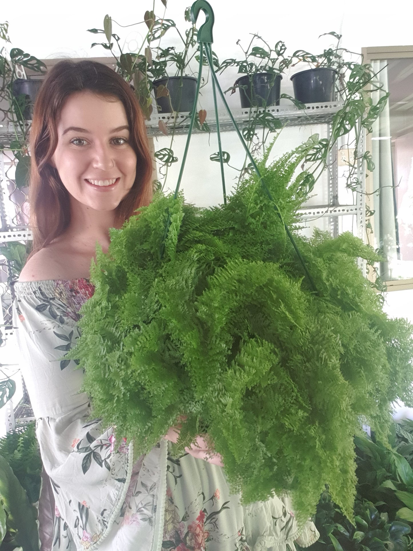 Cotton Candy Hanging Fern