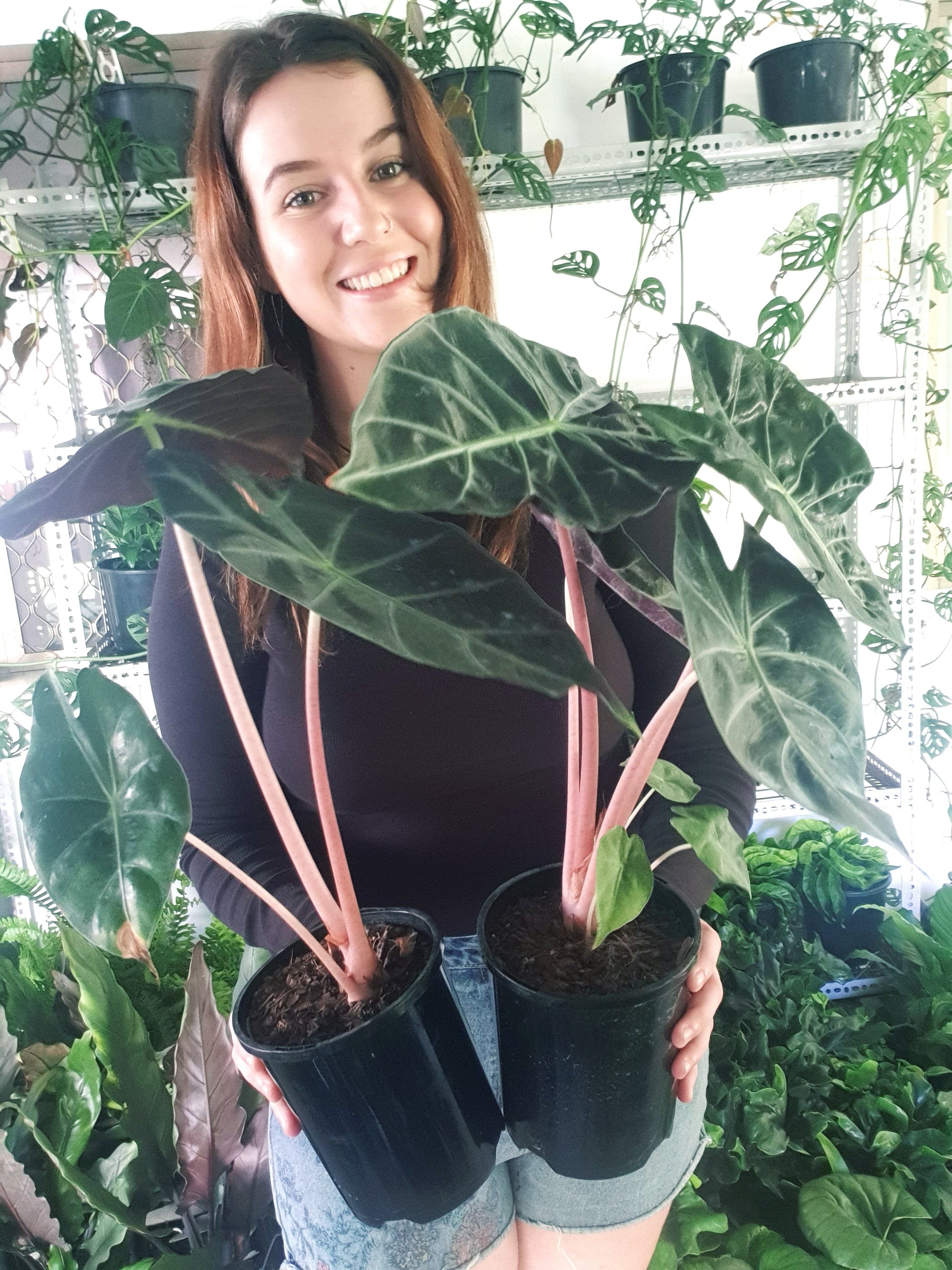 Alocasia Morocco – The Jungle Plant Co