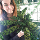Calathea Rattlesnake