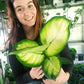 Dieffenbachia Tropic Mariane