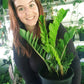 ZZ Plant