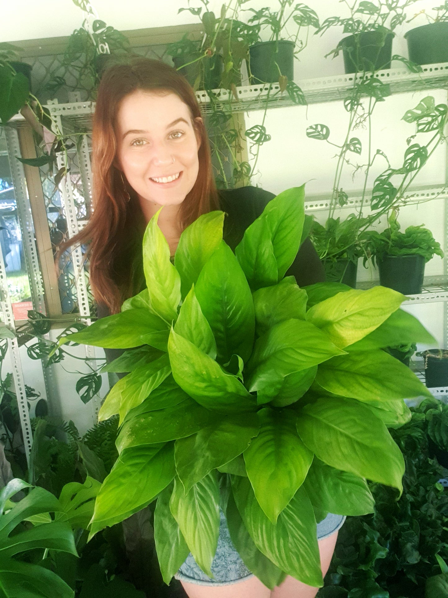 Dwarf Sensation Peace Lily