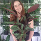 Ctenthae Grey Star