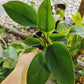 Philodendron Green Goddess