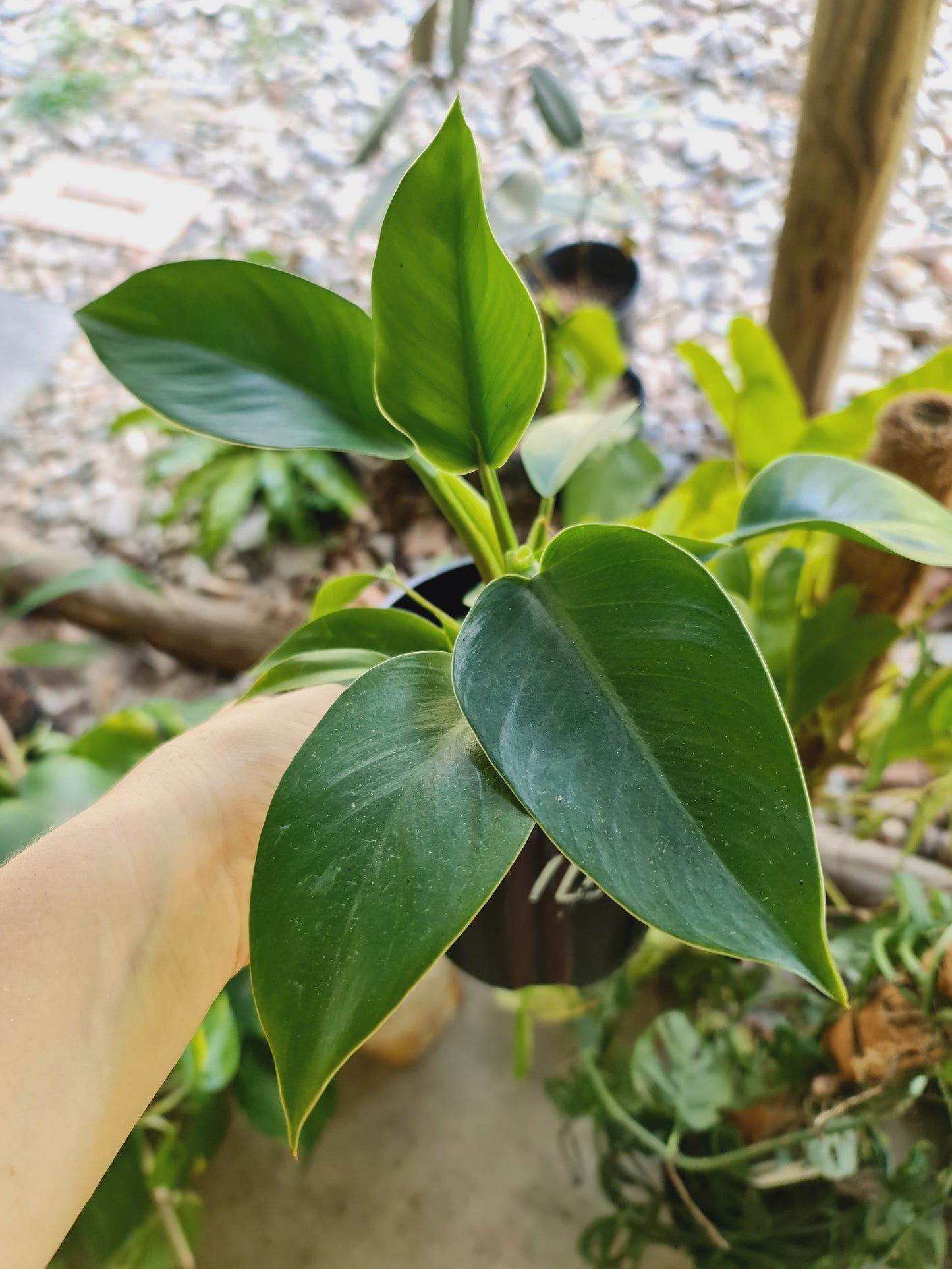 Philodendron Green Goddess