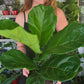 Fiddle Leaf Fig 200mm