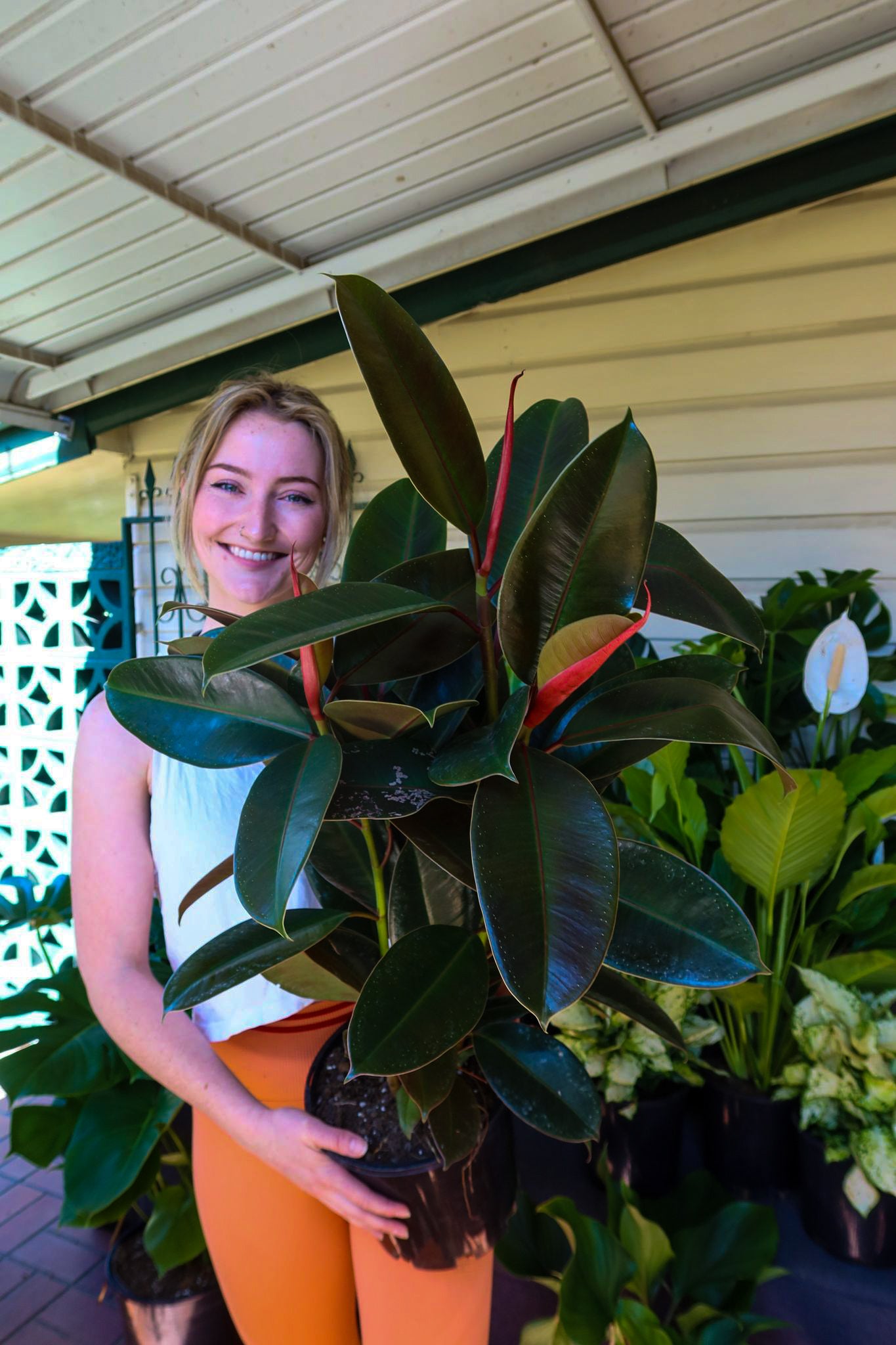 Ficus Decora