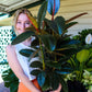 Ficus Decora