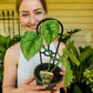 Satin Pothos Exotica
