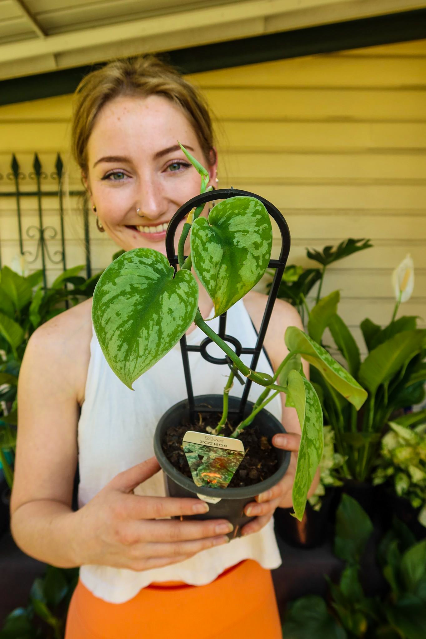 Satin Pothos Exotica