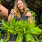 Boston Fern Hanging Plant