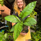 Spathiphyllum Sensation Peace Lily