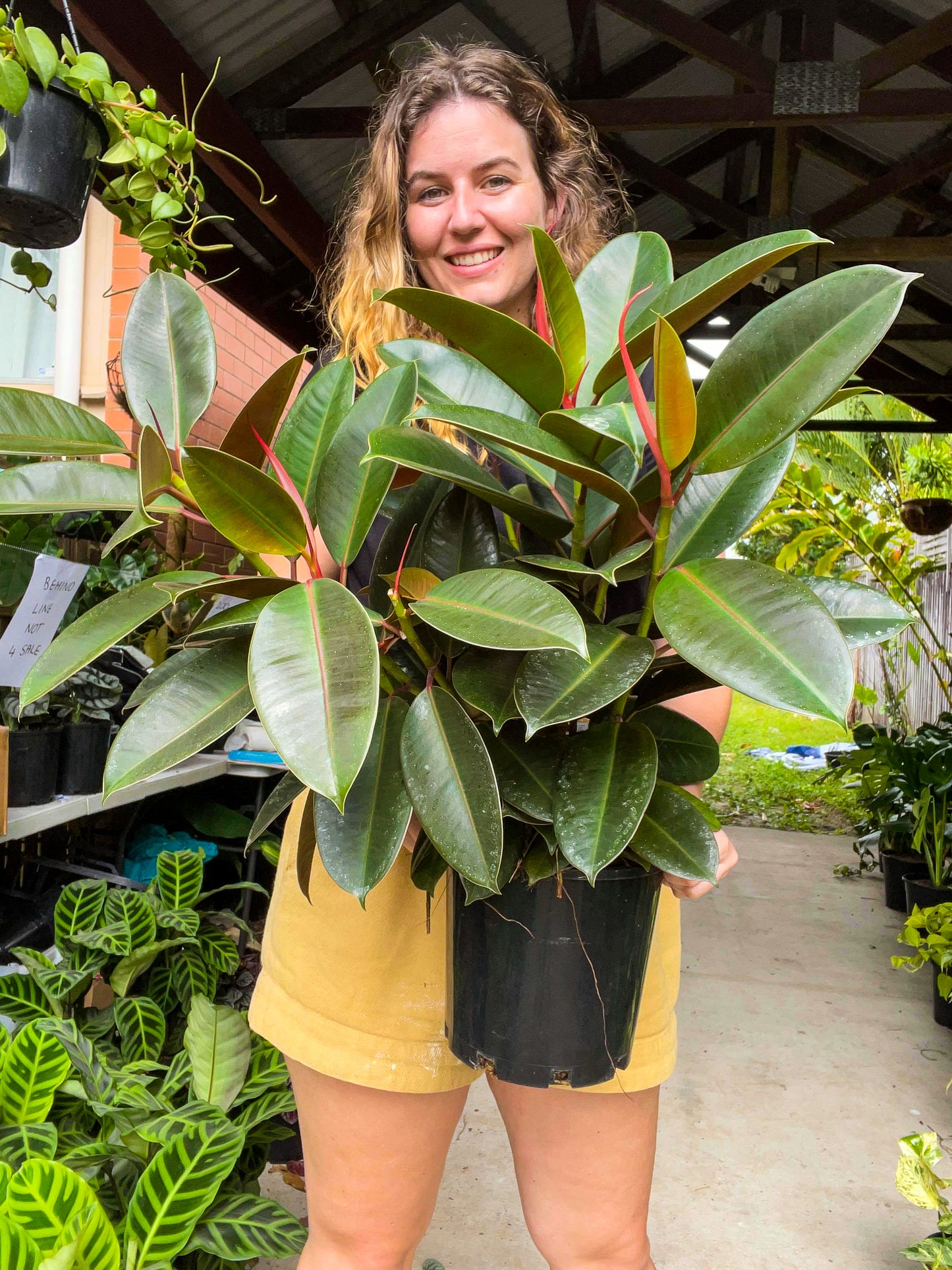 Ficus Decora (Rubber Tree)