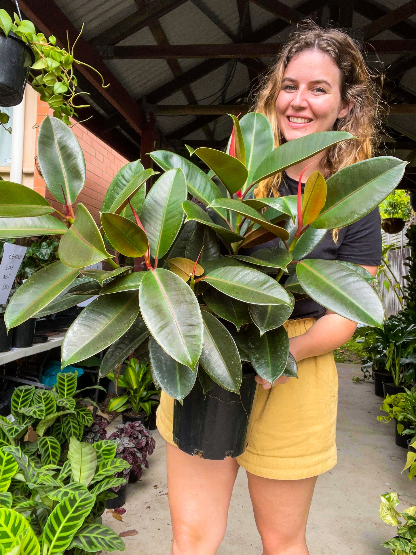 Ficus Decora (Rubber Tree)