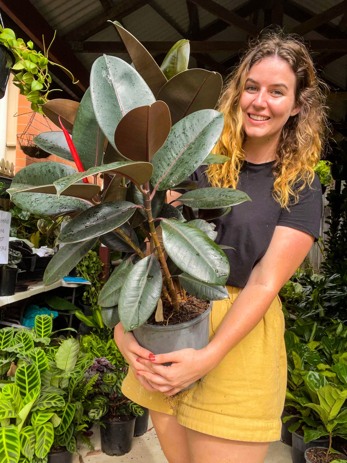 Burgundy Rubber Tree