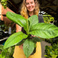 Spathiphyllum Sensation Peace Lily