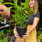Calathea Zebrina