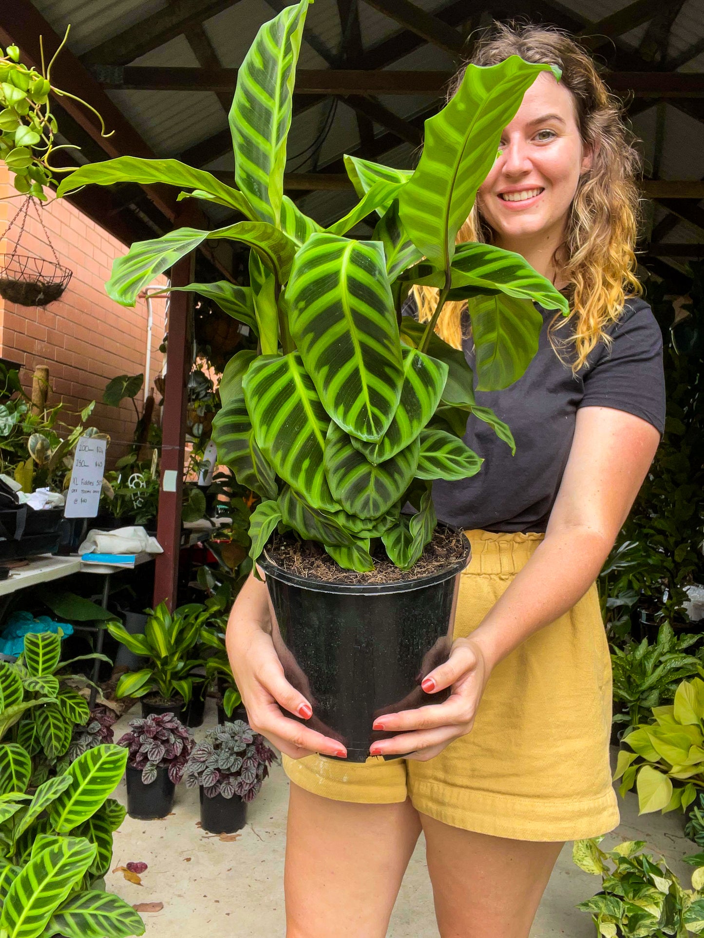 Calathea Zebrina
