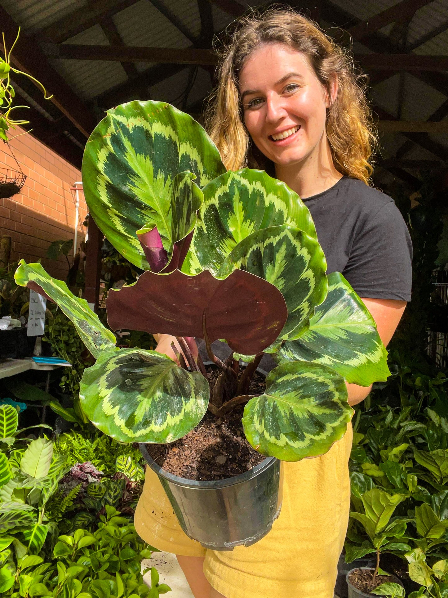 Calathea Medallion