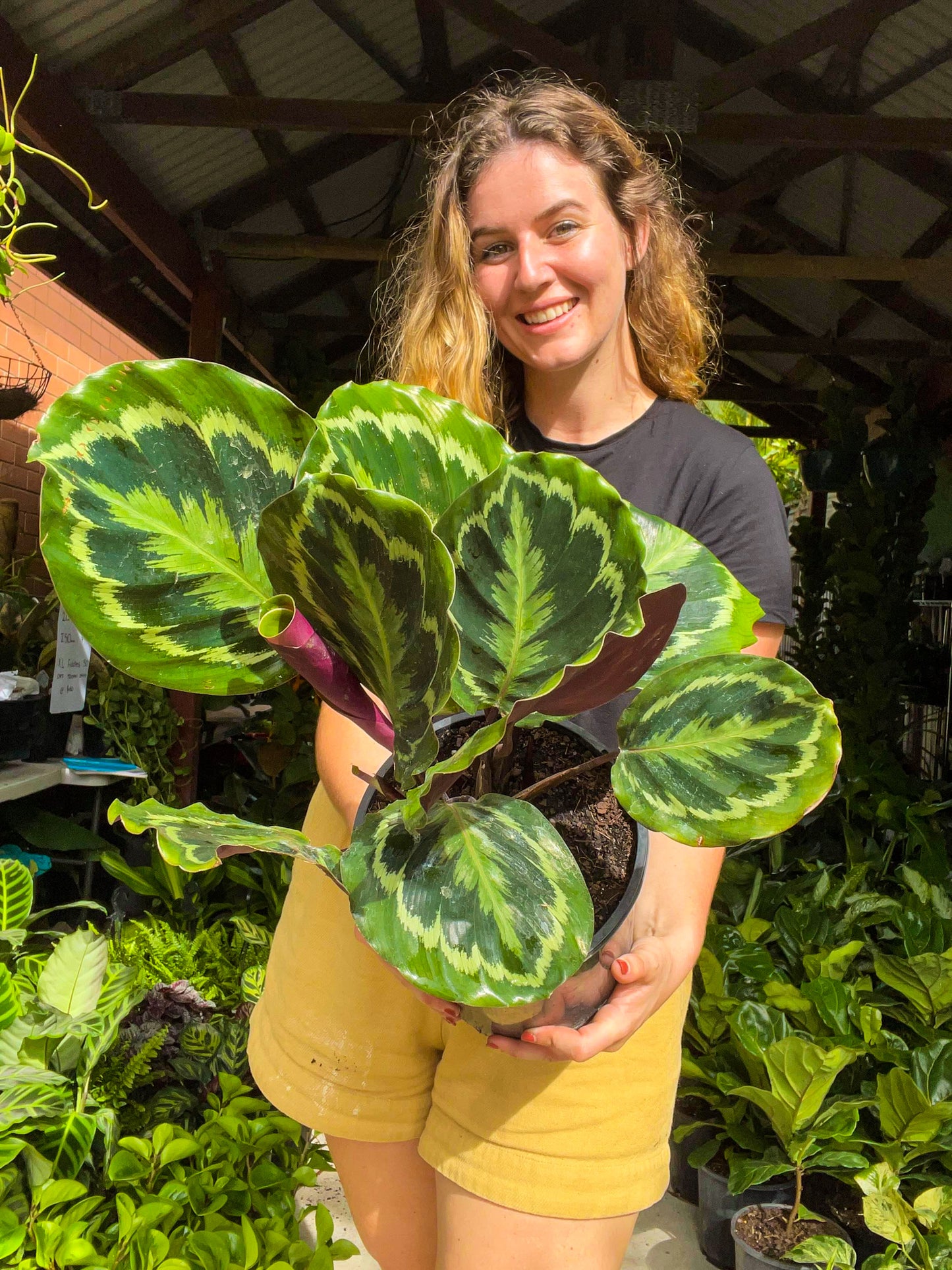 Calathea Medallion